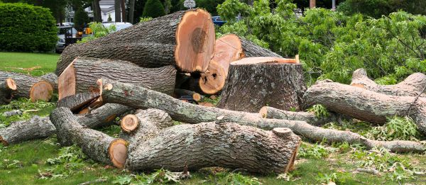 Large Tree Removal in Loveland