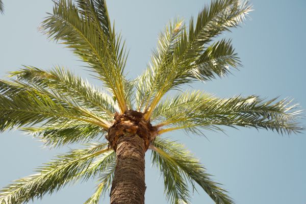 Palm Tree Removal in Loveland