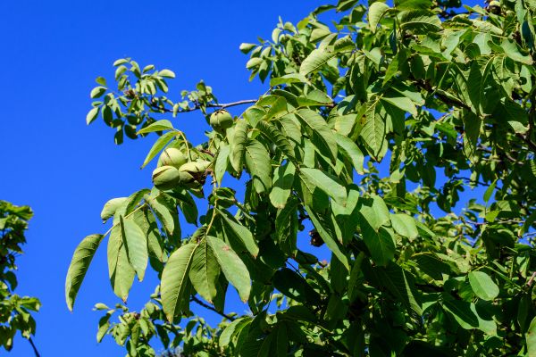 Walnut Tree Removal in Loveland