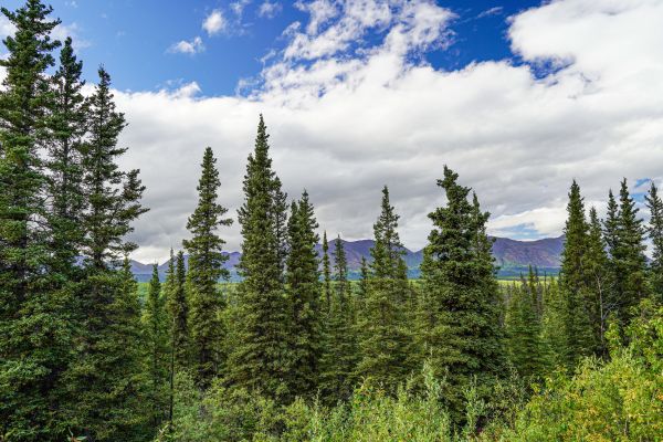 Spruce Tree Removal in Loveland