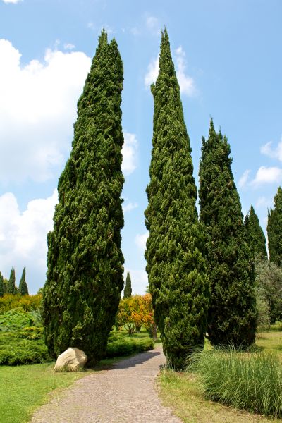 Cypress Tree Removal in Loveland