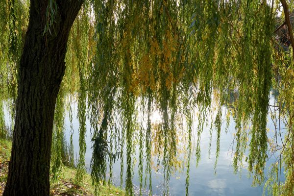 Willow Tree Removal in Loveland