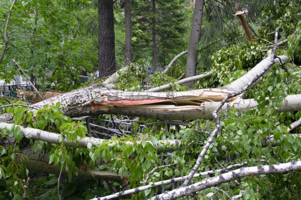 Birch Tree Removal in Loveland