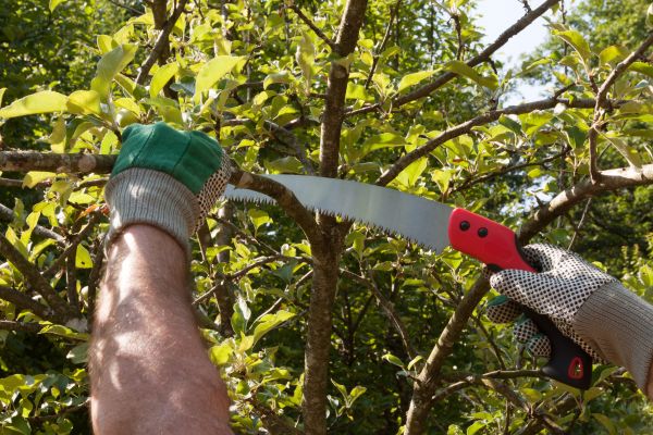 Elm Tree Removal in Loveland