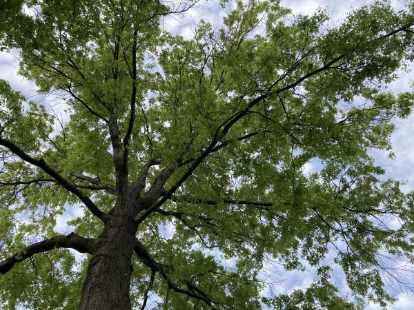 Oak Tree Removal in Loveland