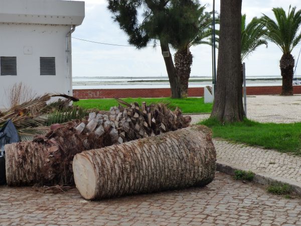 Palm Trees Removal in Loveland