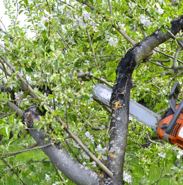 Apple Tree Removal in Loveland