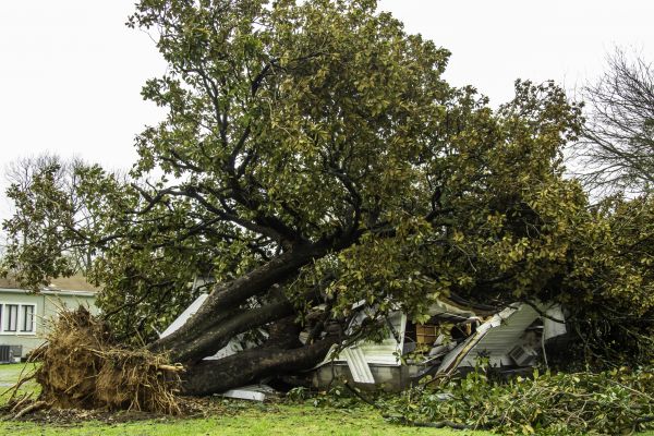 Fallen Tree Removal in Loveland