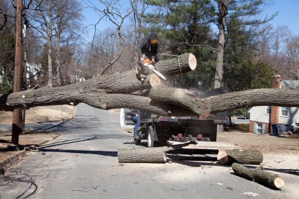 Residential Tree Removal in Loveland