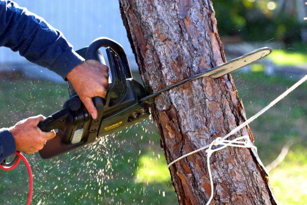Dead Tree Removal in Loveland