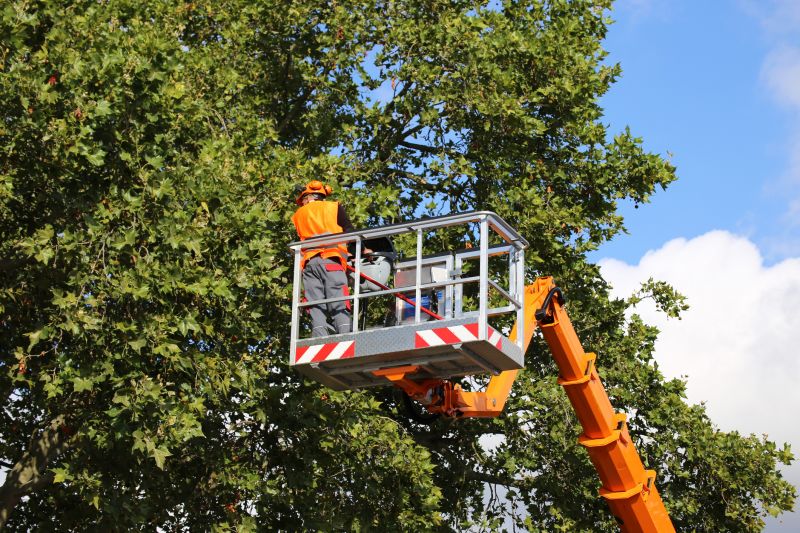 Cherry Tree Removal