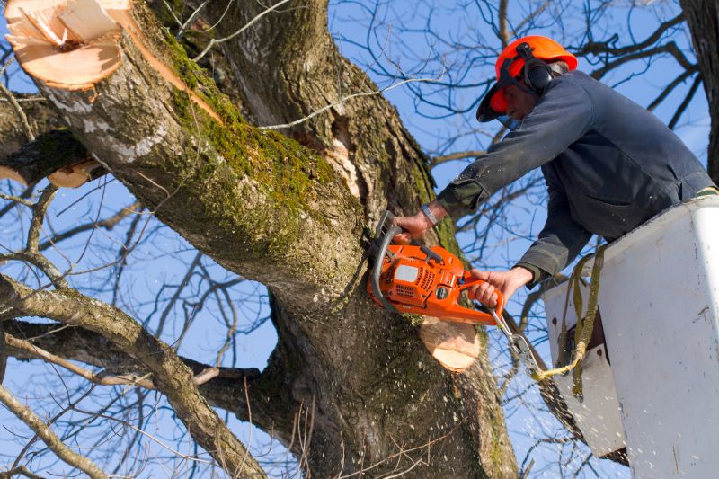 Tree Removal in Summer