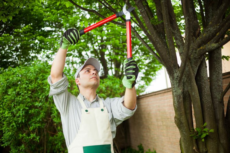 Summer Tree Maintenance